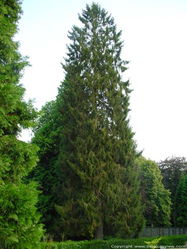 Spruce-fir HASTIERE-PAR-DELA in HASTIERE / BELGIUM 