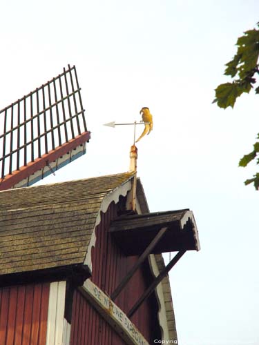 The New Parrot (High Signal Mill) BRUGES / BELGIUM 