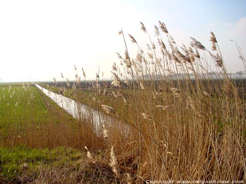 Polderlandschap De Moeren VEURNE / BELGI Polderlandschap