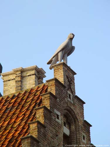 The Falcon (hawk) VEURNE / BELGIUM 