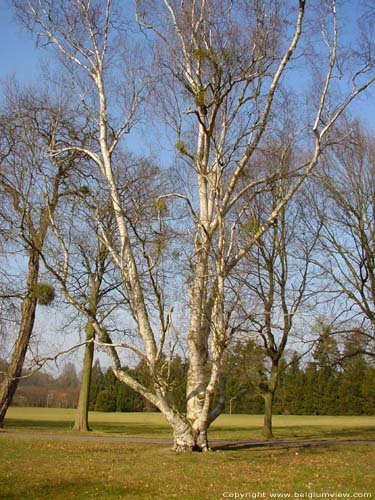 Chteau de Maurissens- Parc du UZ Pellenberg PELLENBERG  LUBBEEK / BELGIQUE 