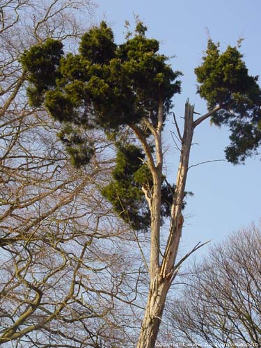 Mausissens calstle - UZ Pellenberg parc. PELLENBERG / LUBBEEK picture