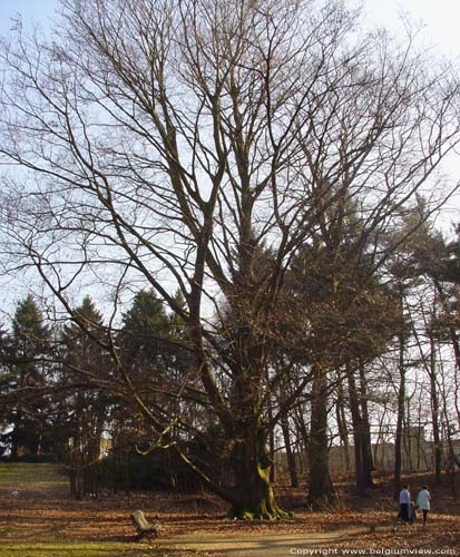 Chteau de Maurissens- Parc du UZ Pellenberg PELLENBERG / LUBBEEK photo 