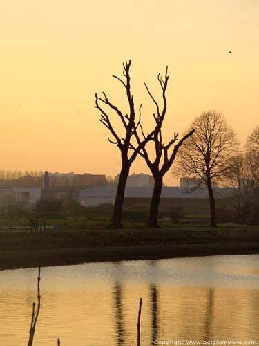 Gesnoeide bomen aan kanaal ROESELARE foto 