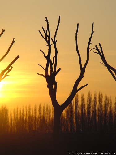 Prunes trees near channel ROESELARE picture 