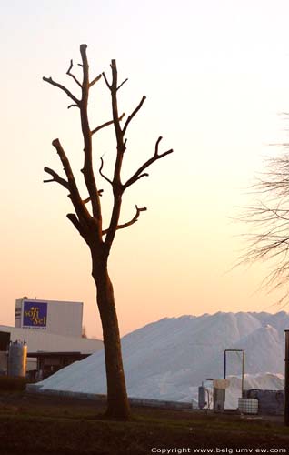 Gesnoeide bomen aan kanaal ROESELARE foto 