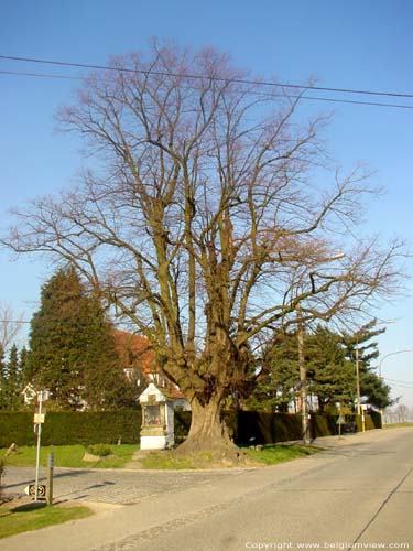 Chapel and lime-tree (in Issegem (Balegem)) OOSTERZELE / BELGIUM 