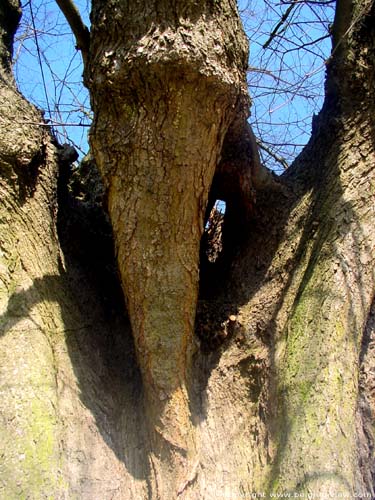 Chapel and lime-tree (in Issegem (Balegem)) OOSTERZELE picture