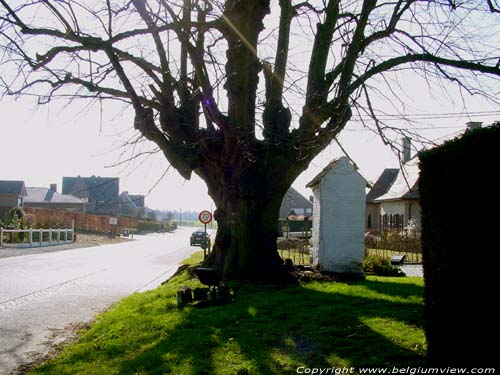 Chapel and lime-tree (in Issegem (Balegem)) OOSTERZELE / BELGIUM 