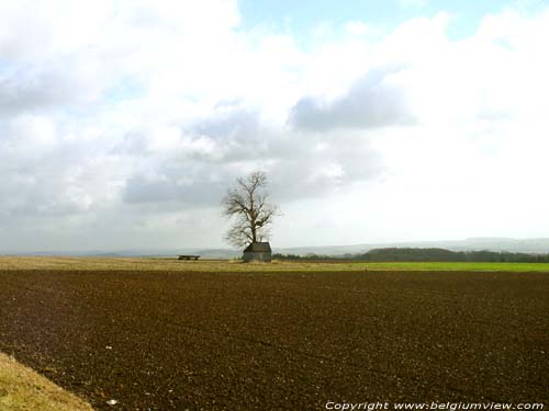 Landschap met eenzame boom ONHAYE / BELGI 