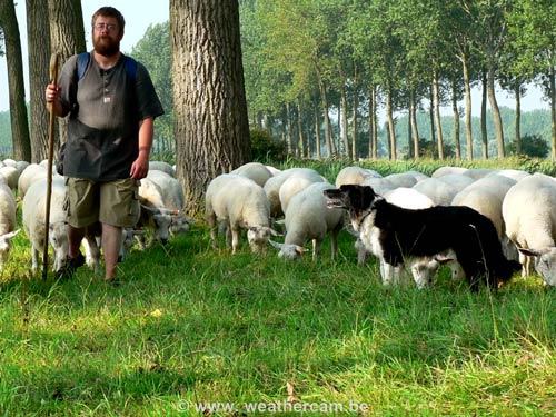 Damse Vaart BRUGGE / BELGI Natuurlijke begrazing door schapen.