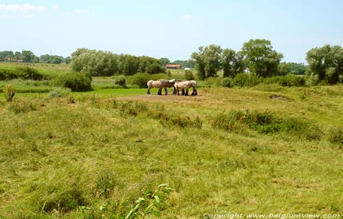 Landschap met boerepaarden DAMME foto 