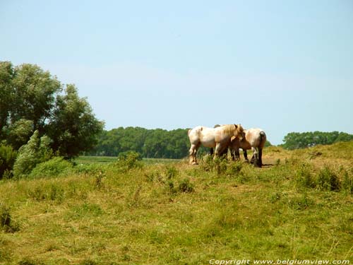 Lanscape with farmer horses DAMME / BELGIUM 