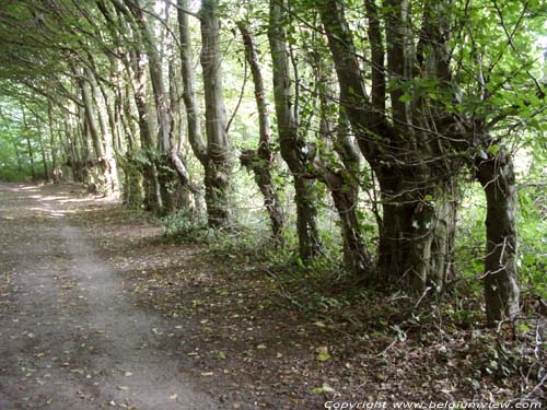 Tillegem park SINT-ANDRIES / BRUGGE picture