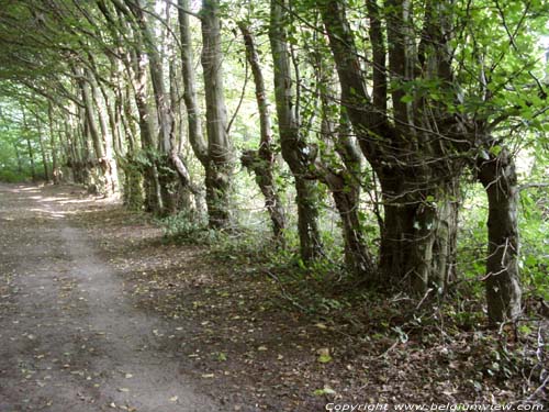 Tillegem park SINT-ANDRIES / BRUGGE picture 