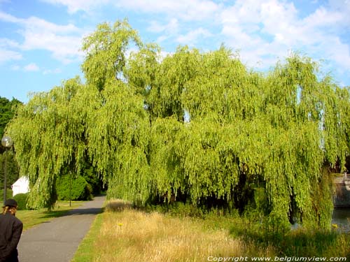 Tillegem park SINT-ANDRIES in BRUGGE / BELGI Enorme treurwilg.