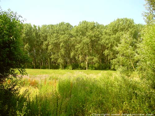 Lappersfort forest BRUGES / BELGIUM 