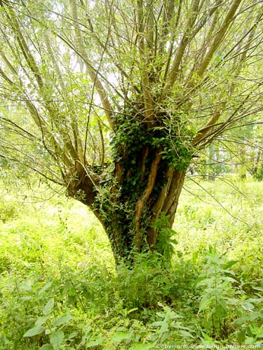 Bois de Lapperfort BRUGES photo 