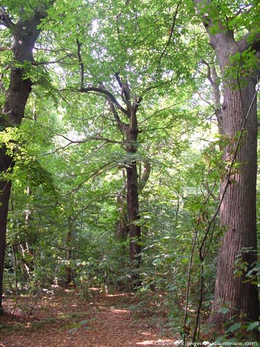 Lapperfortbos BRUGGE foto Eeuwenoude bomen.