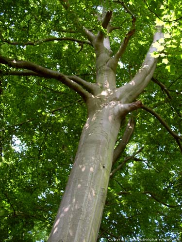 Lapperfortbos BRUGGE / BELGI Zicht op eeuwenoude boom.