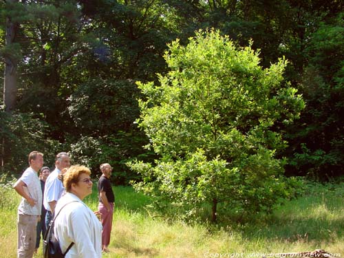 Lappersfort forest BRUGES picture 