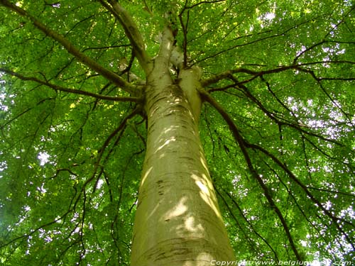 Lappersfort forest BRUGES picture 