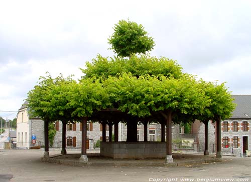 Lindeboom uit 15e eeuw in Macon MACON in MOMIGNIES / BELGI Deze linde werd keurig in terassen gesnoeid