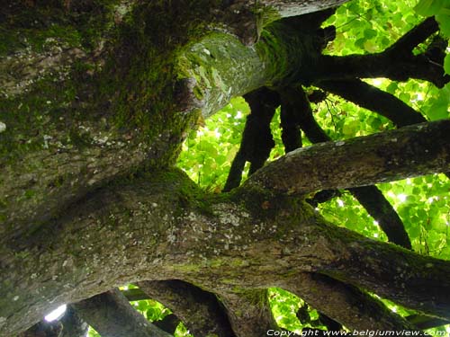 Tree from the 15th century in macon MACON in MOMIGNIES / BELGIUM 