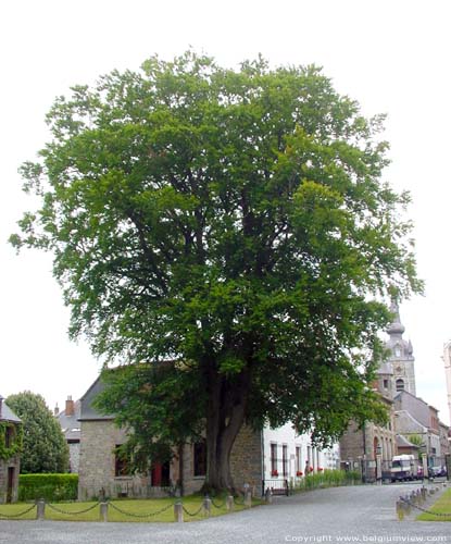 Kasteel van de Prinsen CHIMAY foto Oude boom