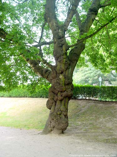 Tree with cancer BRUSSELS-CITY in BRUSSELS / BELGIUM 