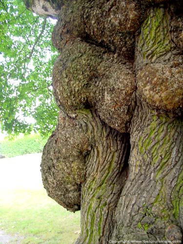 Arbre avec cancer BRUXELLES / BELGIQUE 