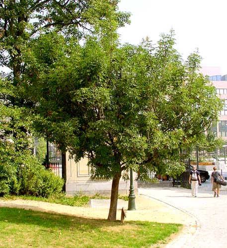 Sri Chinmoy Arbre de Paix BRUXELLES / BELGIQUE 