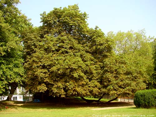 Maroner tree BRUSSELS-CITY in BRUSSELS / BELGIUM 