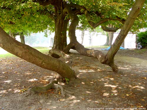 Maroner tree BRUSSELS-CITY / BRUSSELS picture 