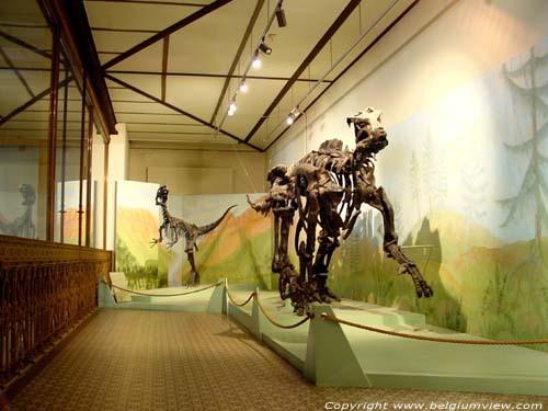 Museum voor Natuurwetenschappen BRUSSEL-STAD in BRUSSEL / BELGI Skeletten van dinosaurussen.