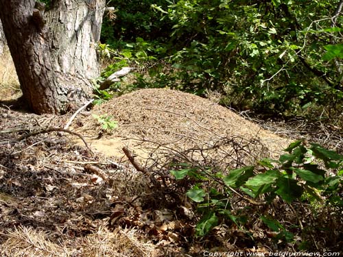 Small ant-hill OPGLABBEEK picture 