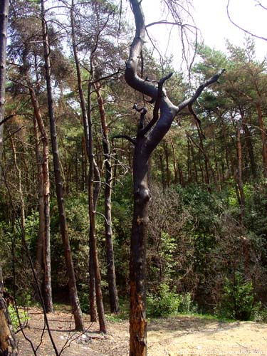 Verbrande bomen OPGLABBEEK foto 