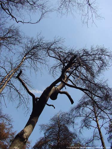 Verbrande bomen OPGLABBEEK foto 