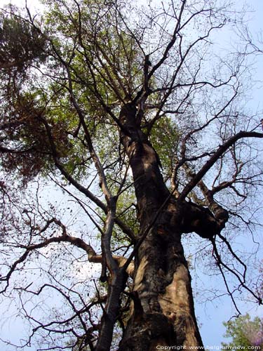 Verbrande bomen OPGLABBEEK / BELGI 