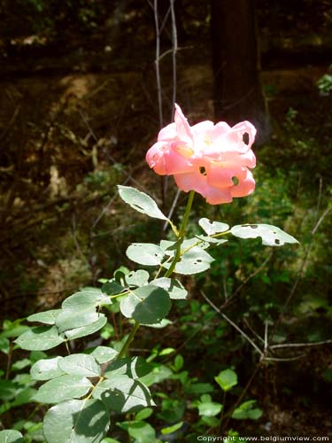 Roos in de natuur OPGLABBEEK foto 