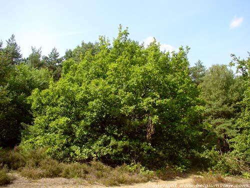 Chne avec  tronc court OPGLABBEEK / BELGIQUE 