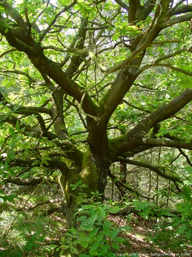 Oak with short  bole OPGLABBEEK / BELGIUM 