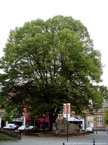 Arbre à côté de Saint-Martin SINT-TRUIDEN / SAINT-TROND photo