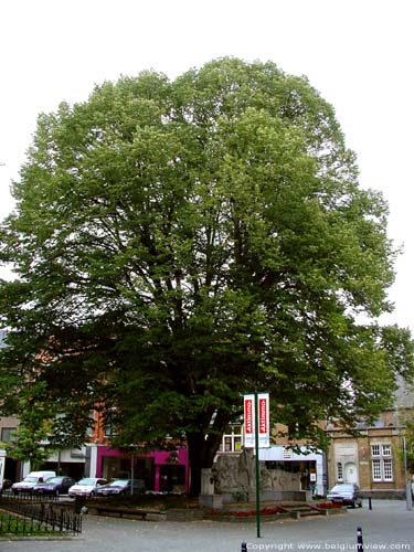 Tree next to Saint-Martin SINT-TRUIDEN / BELGIUM 