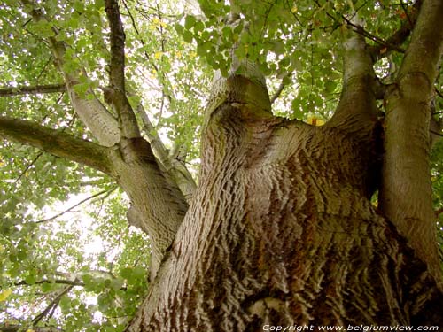 Tree next to Saint-Martin SINT-TRUIDEN picture 