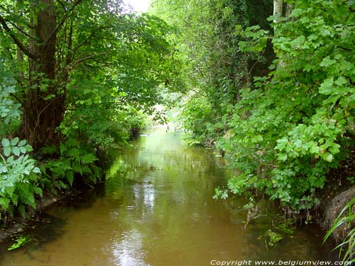 Forrest Brook MAASEIK / BELGIUM 