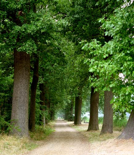 Canal Sud Willems avec chnes BREE / BELGIQUE 