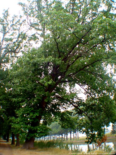 Zuid Willemsvaart met eiken dreef BREE foto