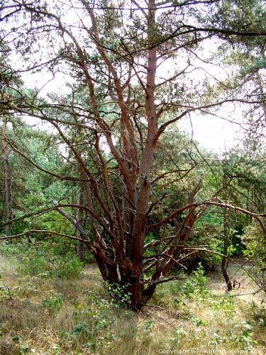 Pine OPGLABBEEK / BELGIUM 