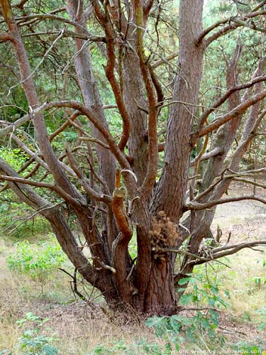 Pin Sylvestre OPGLABBEEK photo 